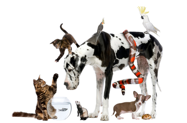 Scholarships & Internships for Animal Lovers