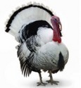 Max200w_turkey_quiz