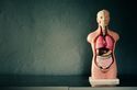 Max200w_human_body_model_medical