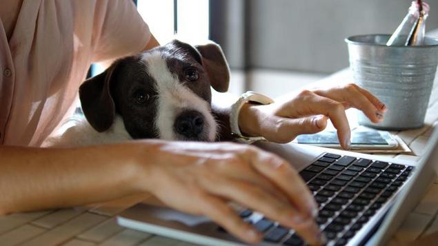 Pet Friendly Colleges for Animal Lovers | Fastweb