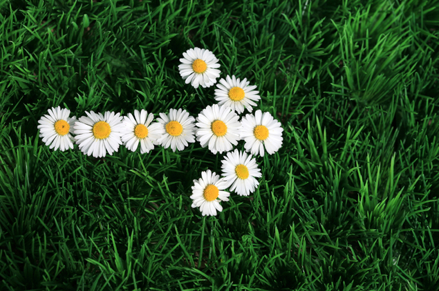 Go Green & Get Green: Eco & Environmental Scholarships, Internships & Activities